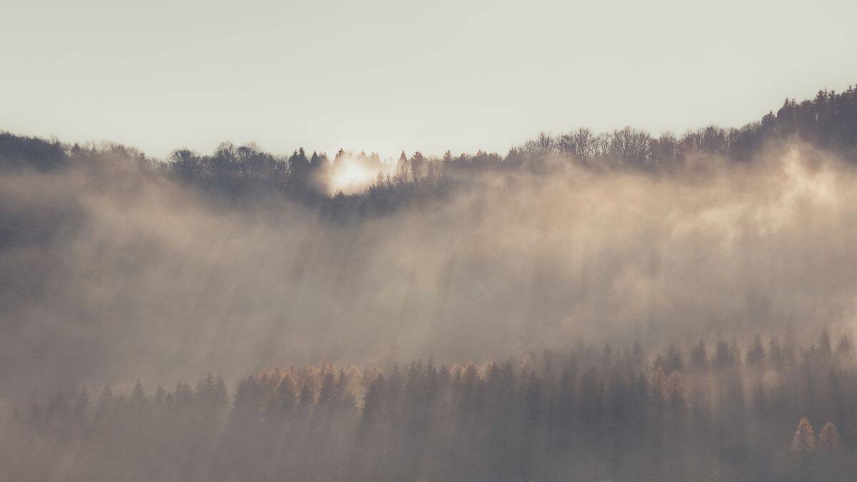 Sun rays breaking through a misty forest at sunrise